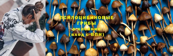 PSILOCYBIN Армянск